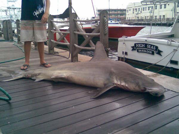 High Seas Fishing Charters - Hammer Head Shark Caught in Barbados Waters