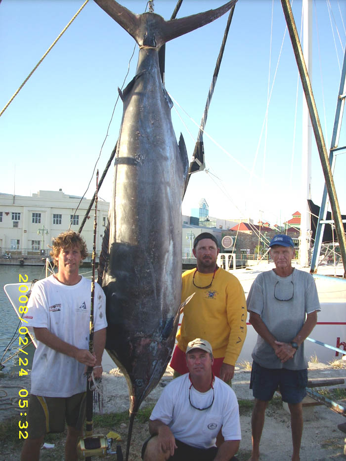Blue Marlin charter fishing 600 pound Marlin caught charter fishing off Barbados.